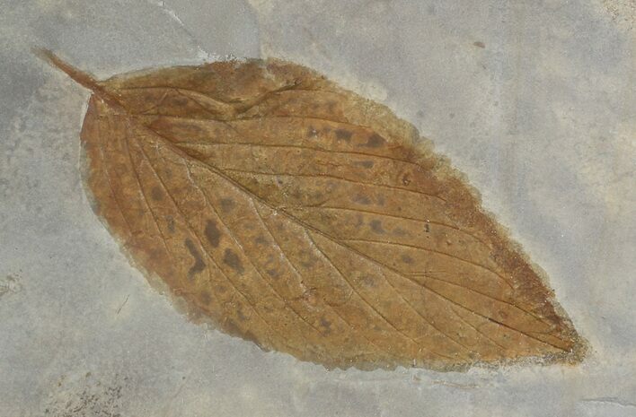 Fossil Hackberry Leaf - Montana #52235